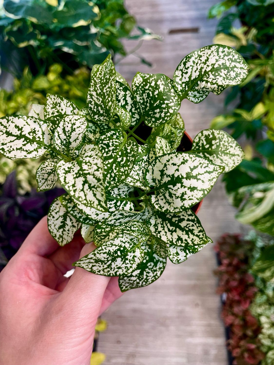 Hypoestes mix White