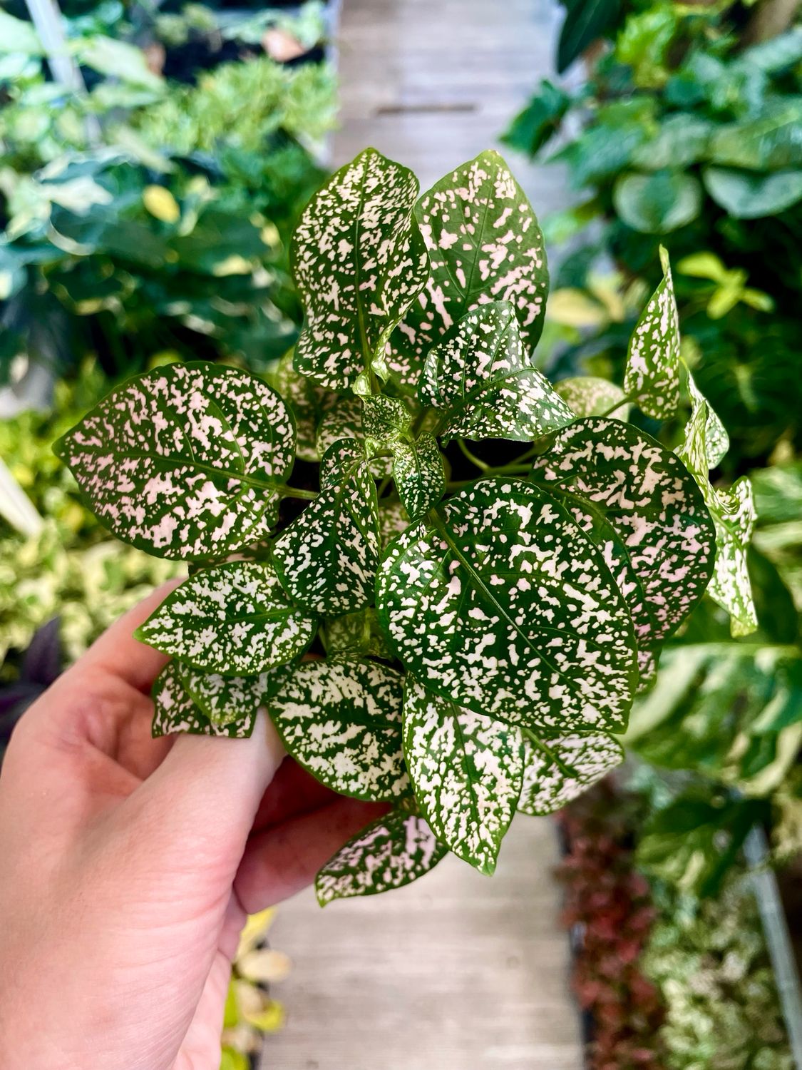 Hypoestes mix Pink