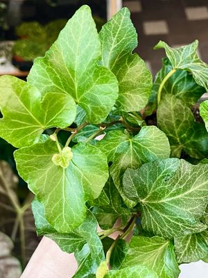 Hedera Helix Green Wave Ivy (zeleni bršljan) fi9