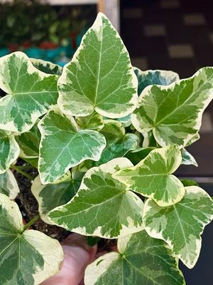 Hedera Helix White Wonder Ivy (Variegirani Bršljan) fi8,50