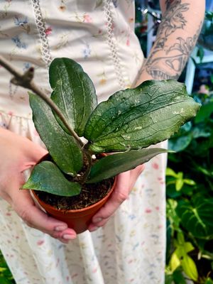 Hoya Erythrina fi9