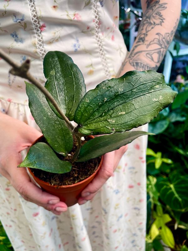 Hoya Erythrina fi9