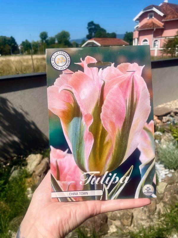 Tulipan lukovice Viridiflora China Town (7 lukovica)