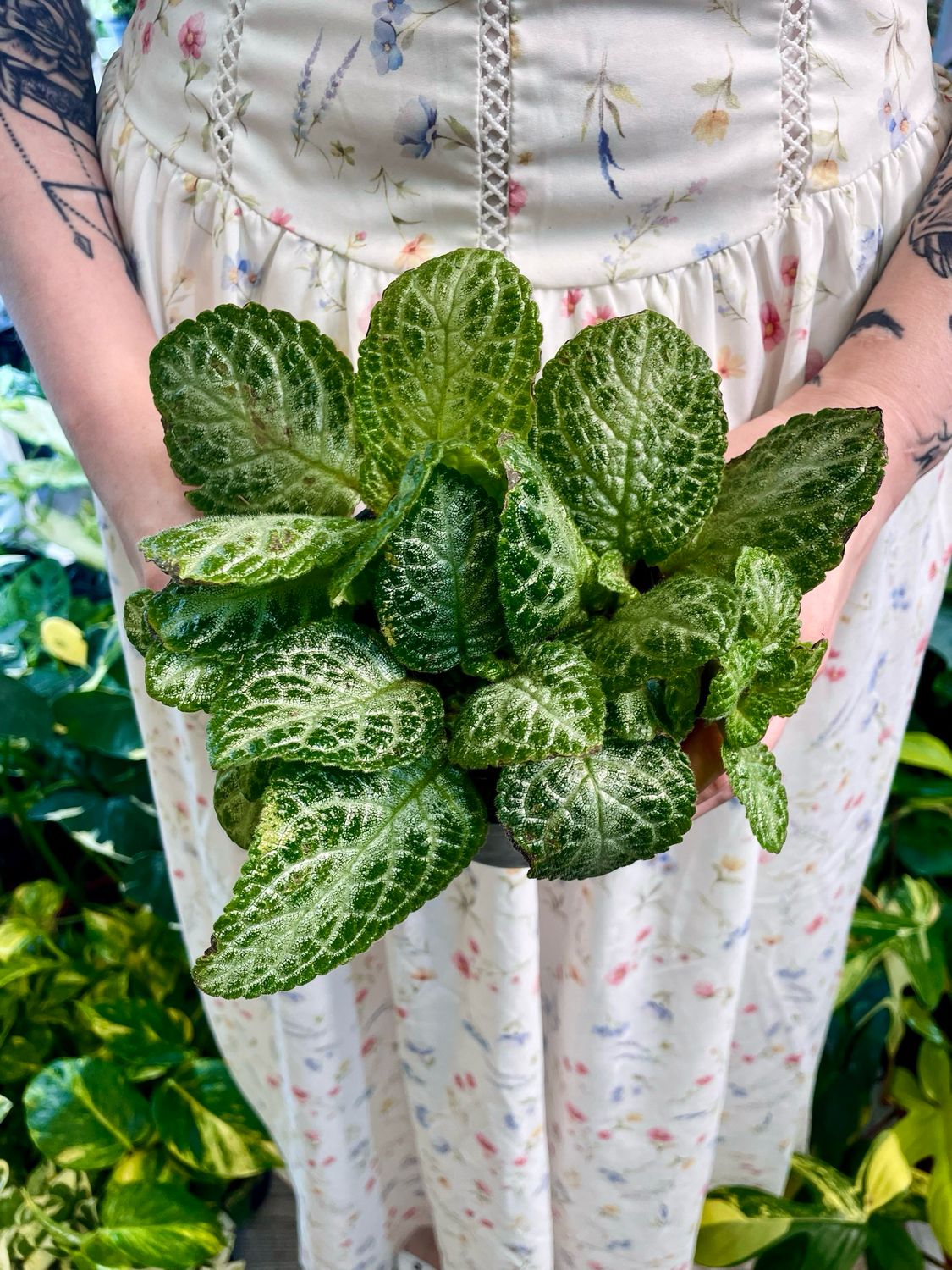 Episcia Cupreata fi12