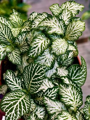 Fittonia Mix Ruffle Green