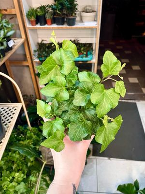 Hedera Helix Green Wave Ivy (zeleni bršljan) fi9