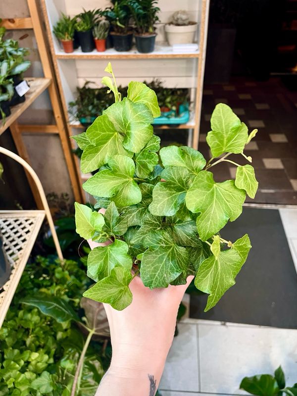 Hedera Helix Green Wave Ivy (zeleni bršljan) fi9