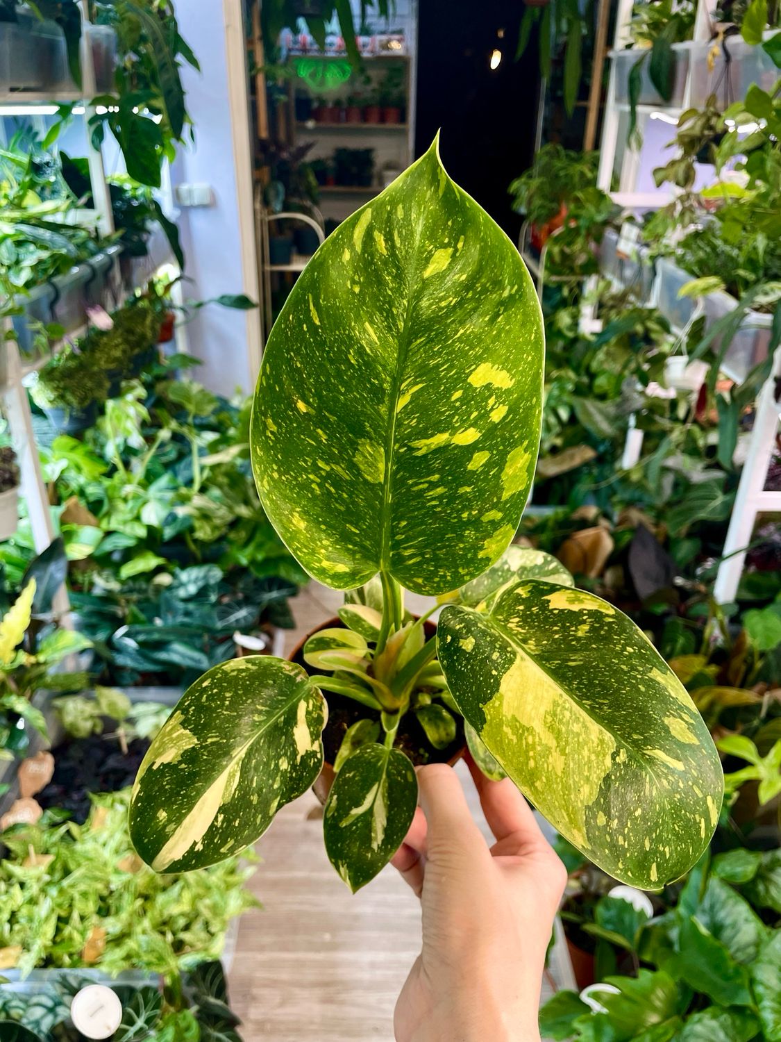 Philodendron Green Kongo Hybrid Variegata Fi10,50