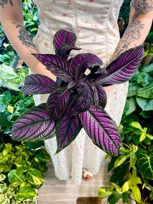 Strobilanthes Dyeriana Perzijski štit fi13