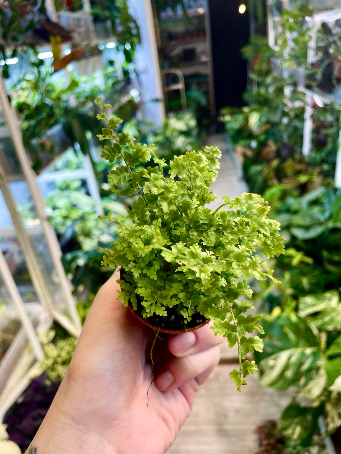 Nephrolepsis Green Fantasy Tiny (mini paprat) fi5,50
