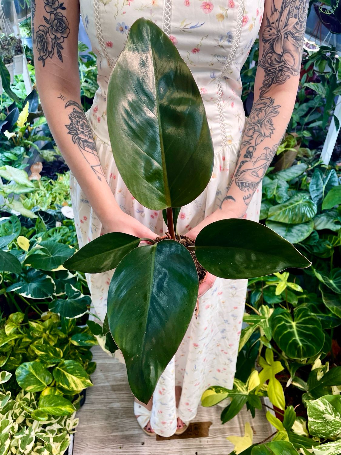 Philodendron Rojo Congo fi11