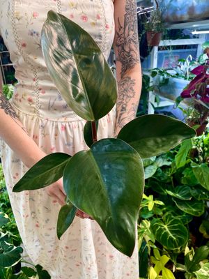 Philodendron Rojo Congo fi11