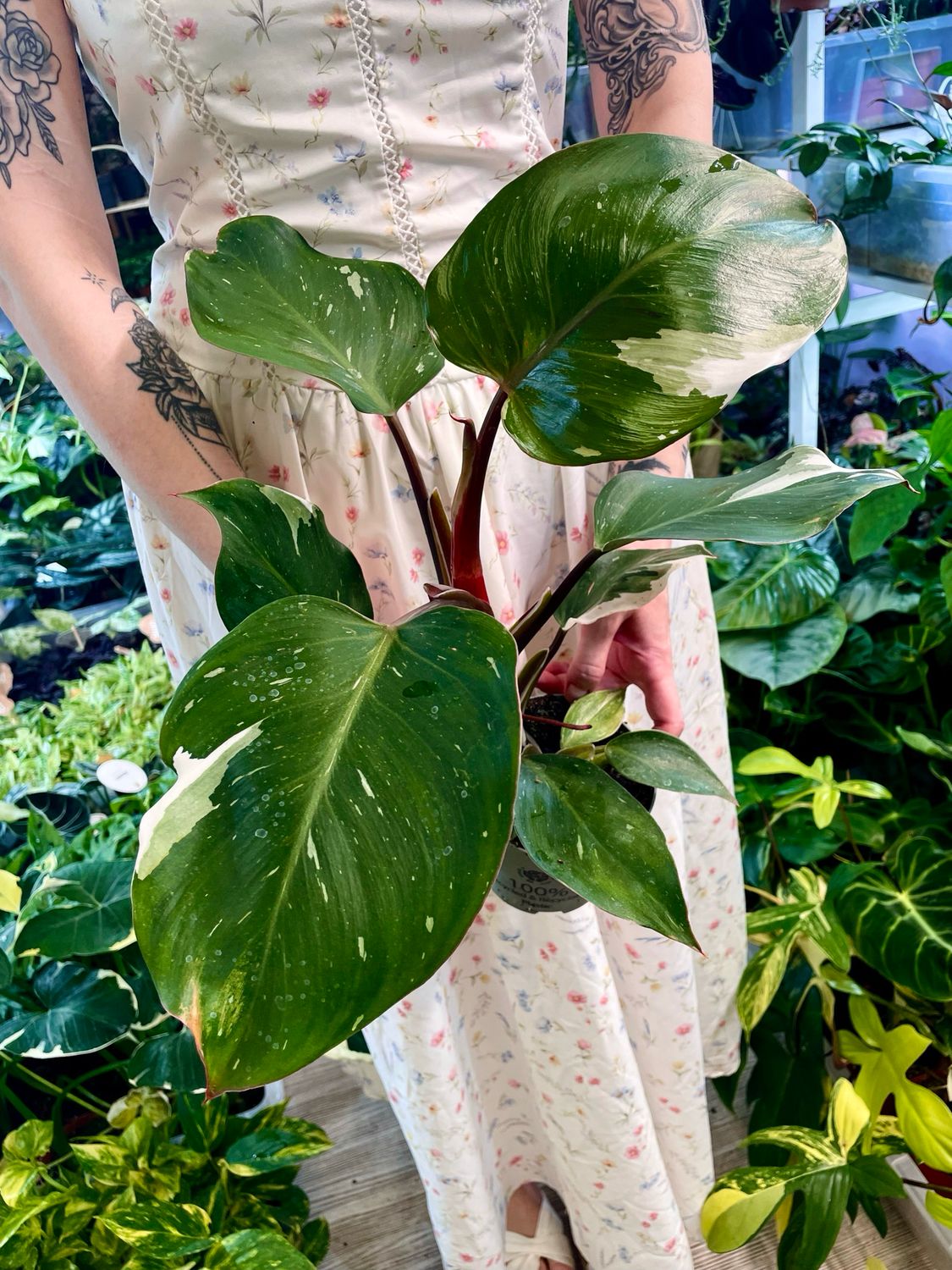 Philodendron White Knight fi12