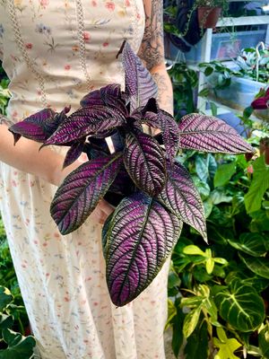 Strobilanthes Dyeriana Perzijski štit fi13