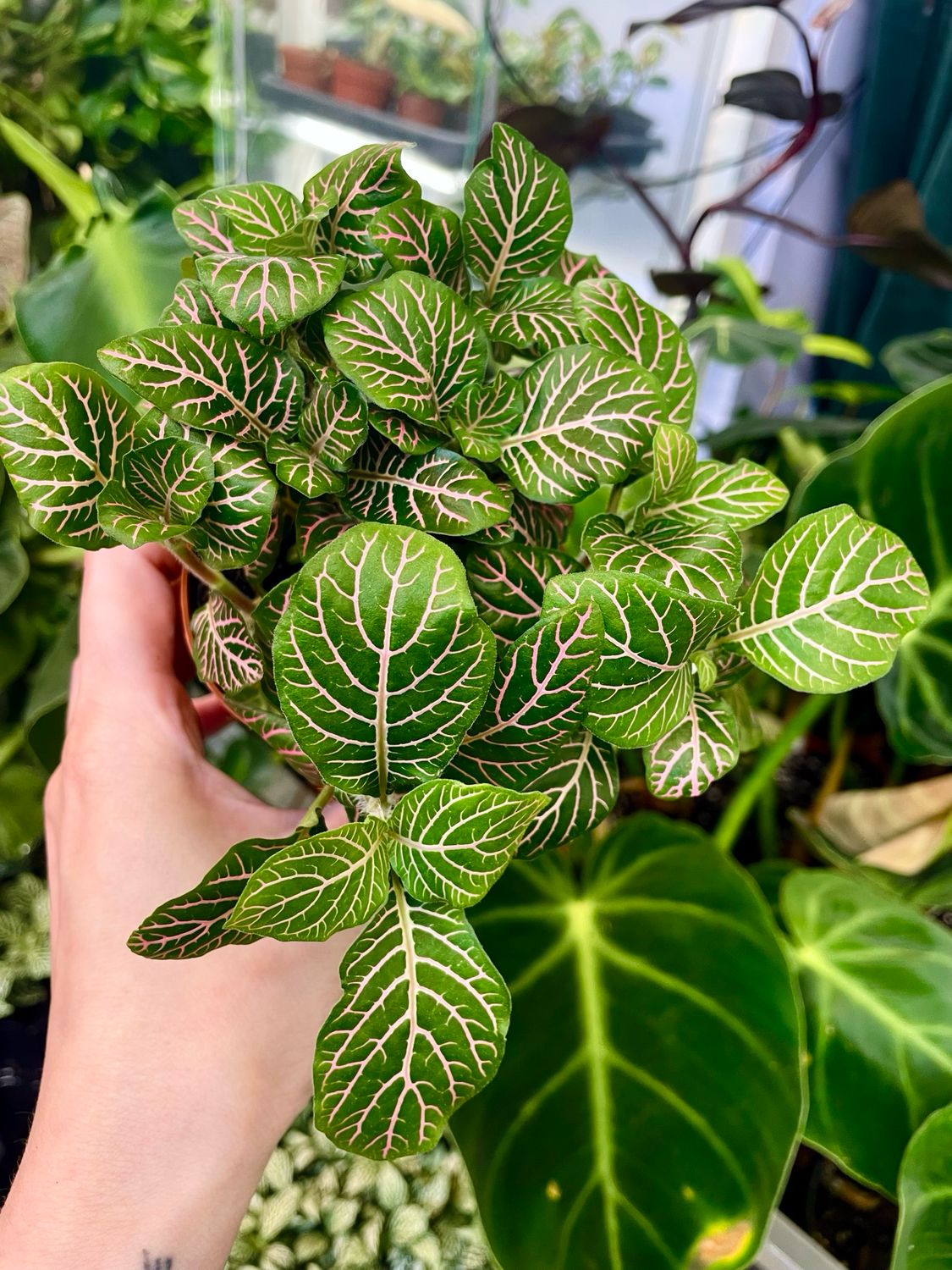 Fittonia Mix Bubble pink Leaves