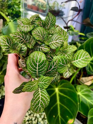 Fittonia Mix Bubble pink Leaves