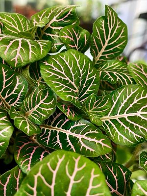Fittonia Mix Bubble pink Leaves