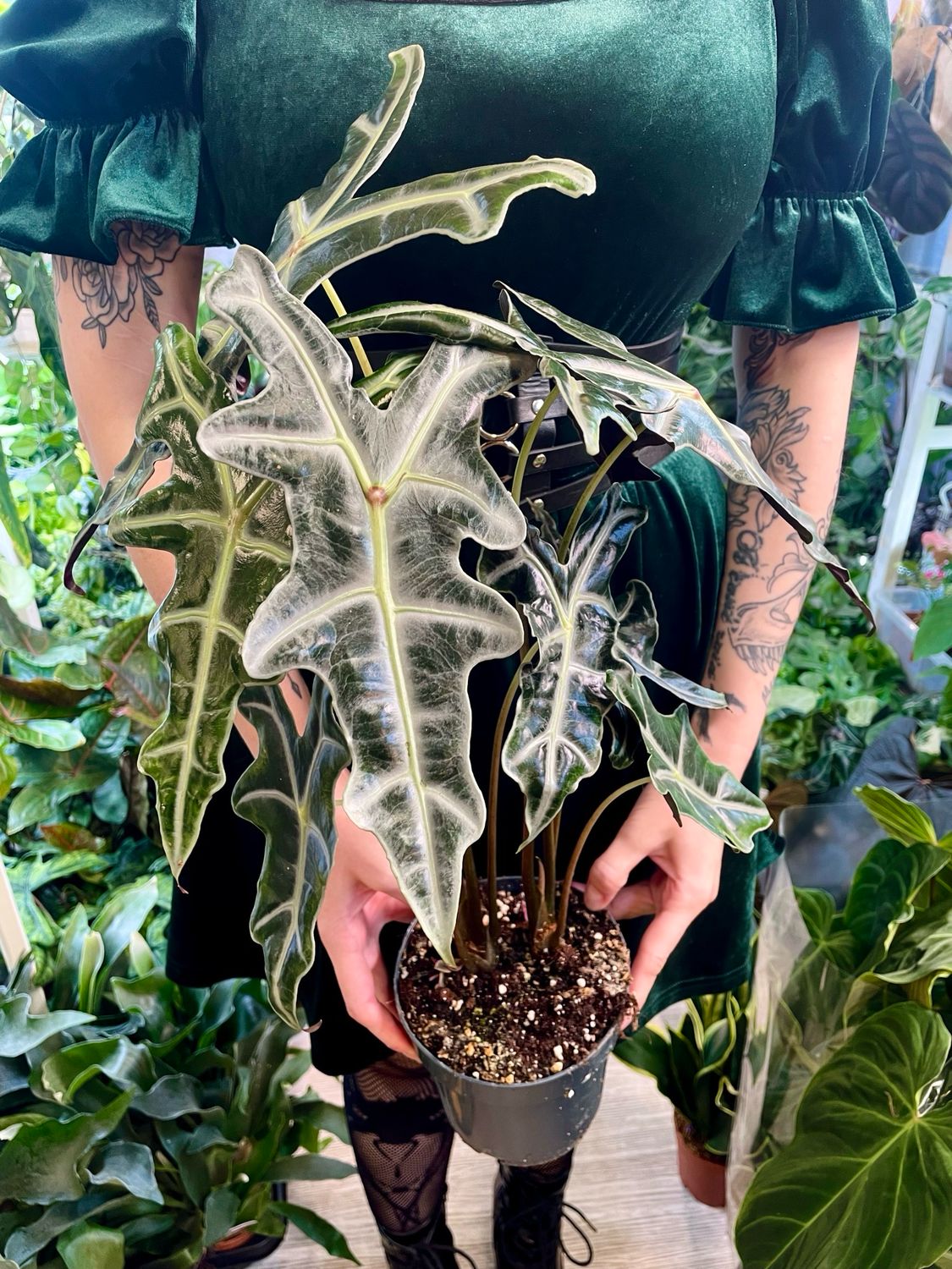 Alocasia Sanderiana ssp. Nobilis fi14 (više biljaka u tegli)