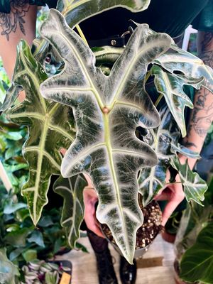 Alocasia Sanderiana ssp. Nobilis fi14 (više biljaka u tegli)