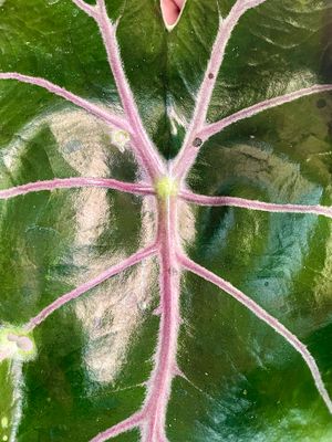 Alocasia Longiloba Purple Vain fi10,50