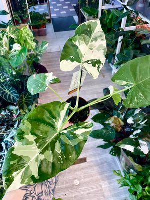 Alocasia Macrorrhiza variegata fi10,50