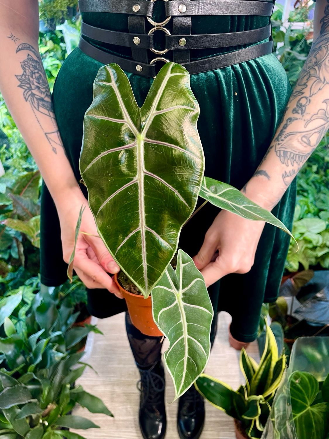 Alocasia Longiloba Purple Vain fi10,50