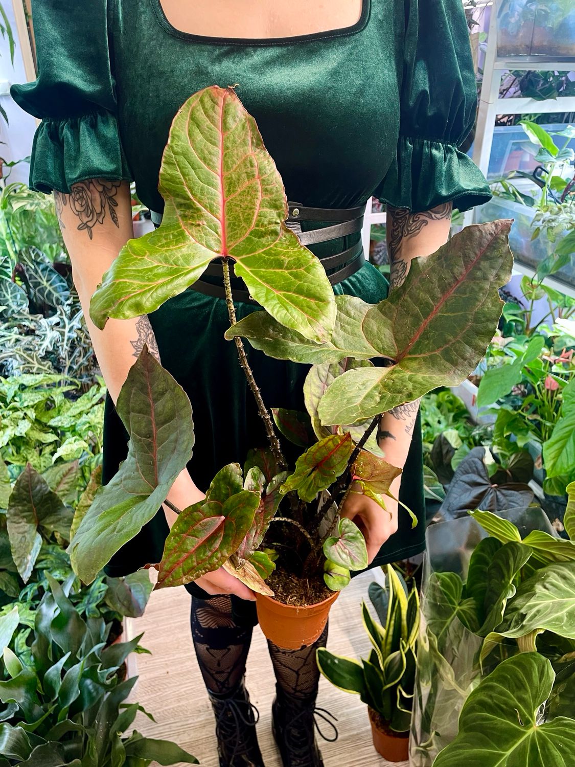 Crytosperma johnstonii (alocasia black jack) fi12