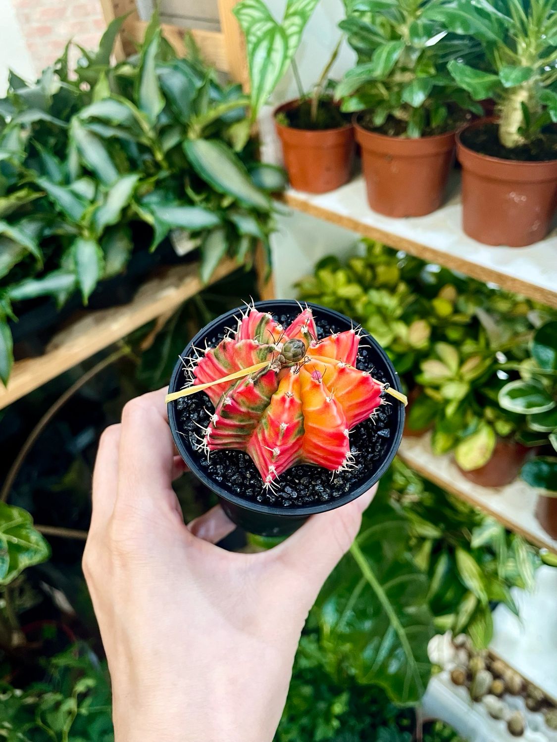The Gymnocalycium mihanovichii Variegata