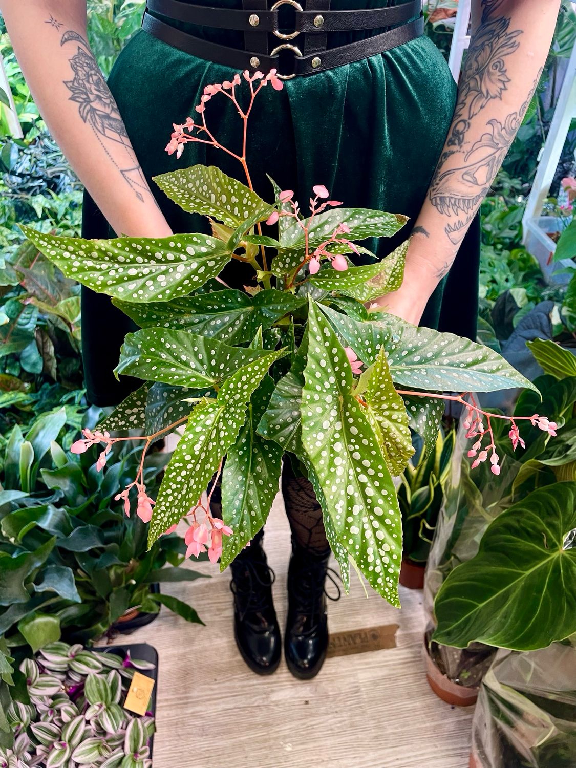 Begonia maculata Double Dot fi12
