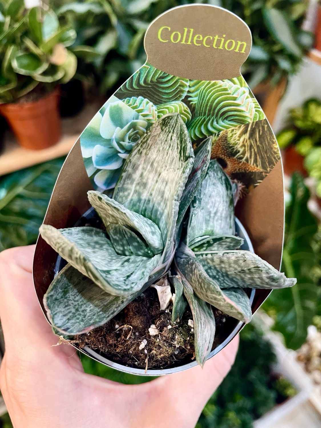 Gasteria Sakura Fuji sukulent