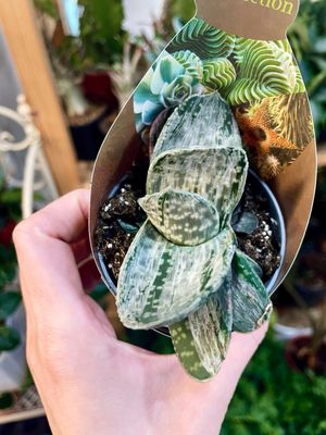 Gasteria Sakura Fuji sukulent