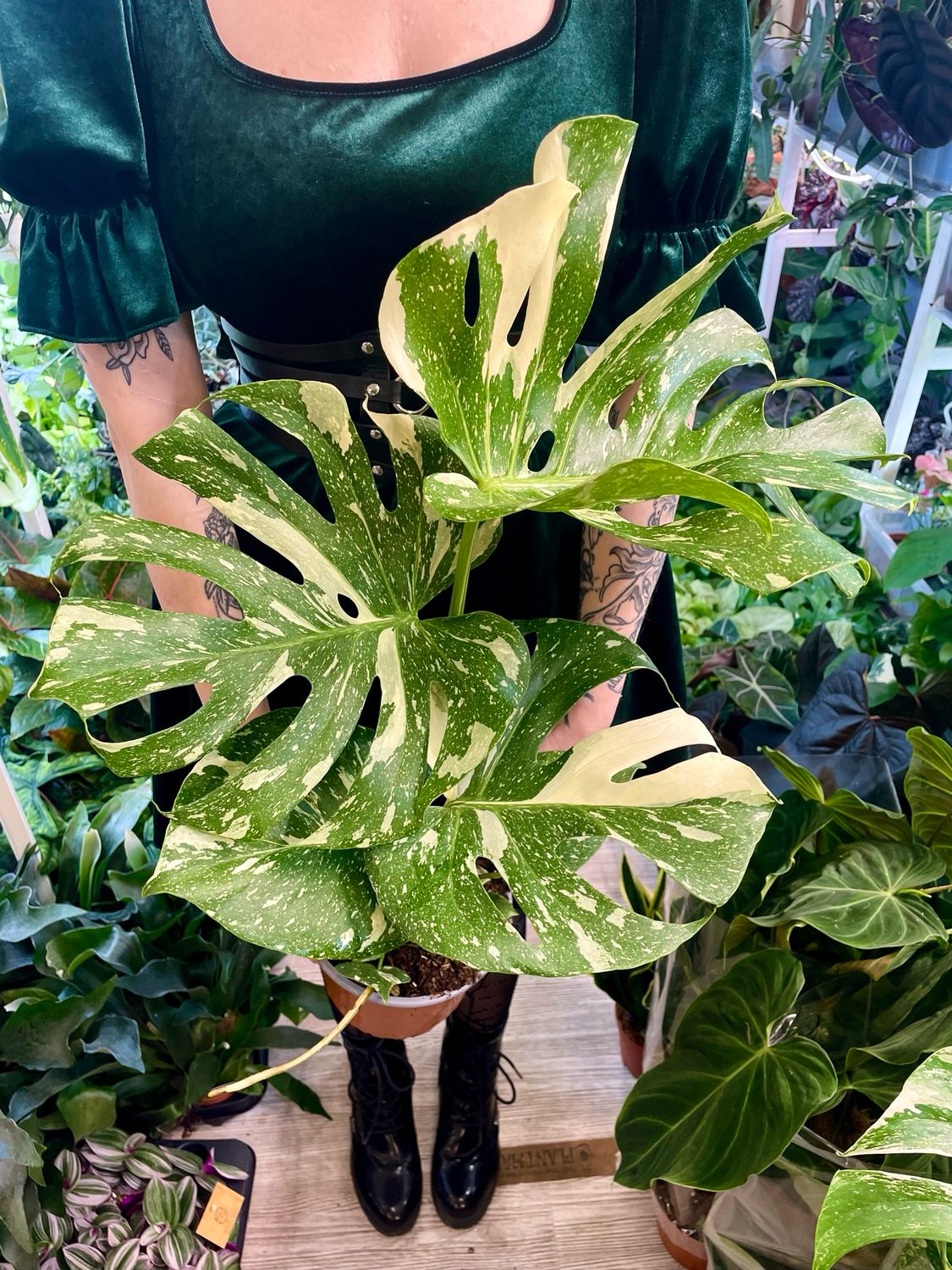 Monstera Thai Constellation fi17