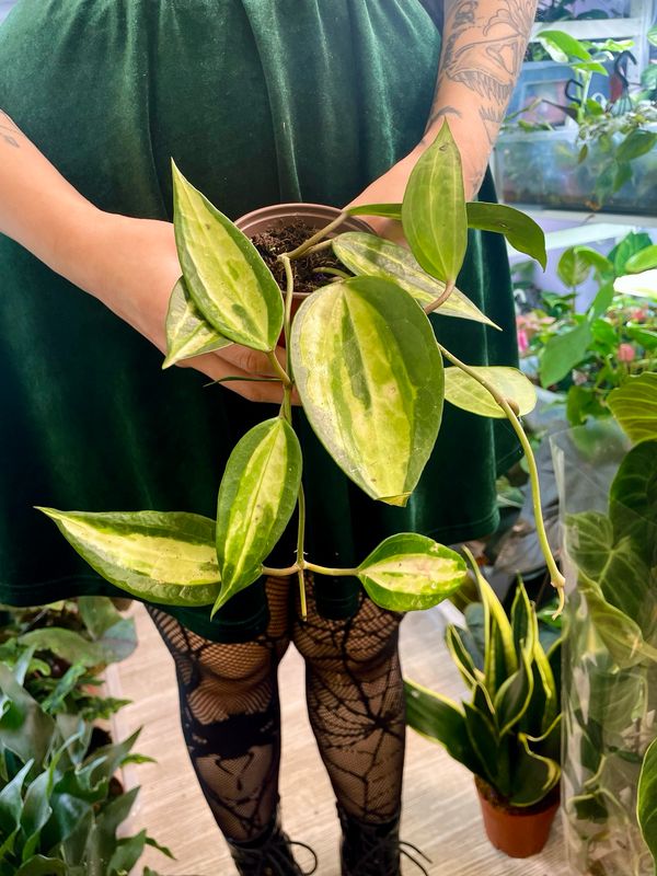 Hoya Latifolia Pot of Gold fi9