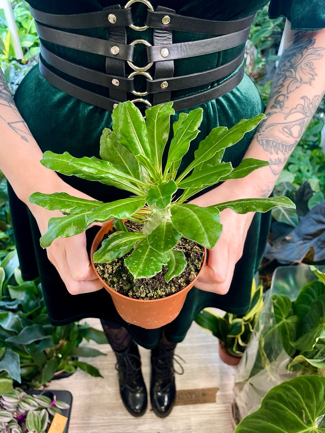 Pachypodium Saundersii  (Kudu Lily) fi12