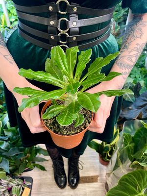Pachypodium Saundersii  (Kudu Lily) fi12