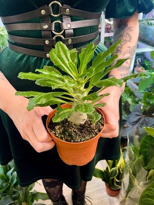 Pachypodium Saundersii  (Kudu Lily) fi12