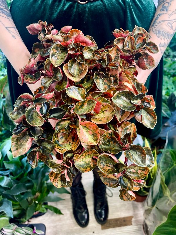 Peperomia Cream Brulee fi12