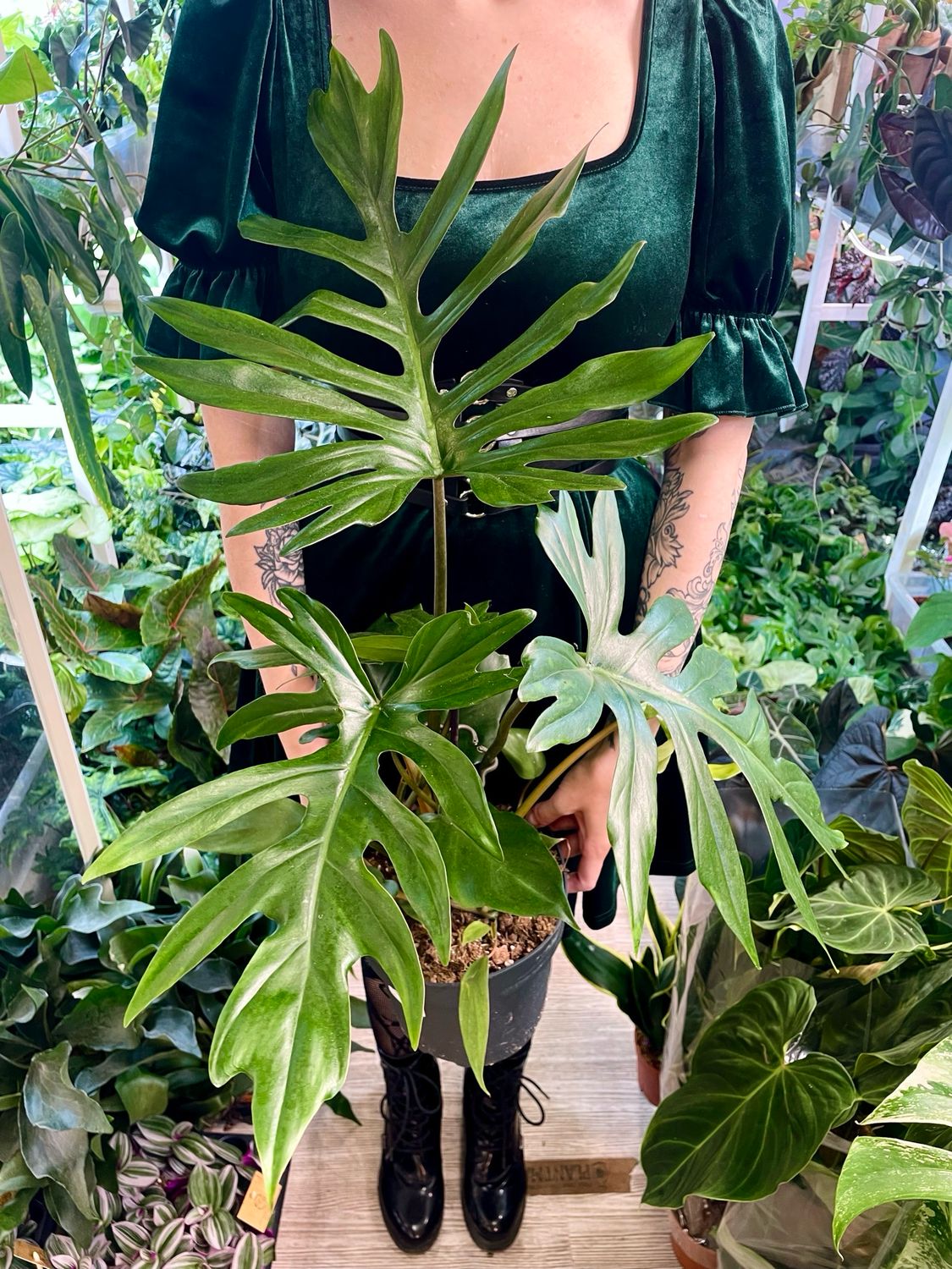 Philodendron Mayoi fi19