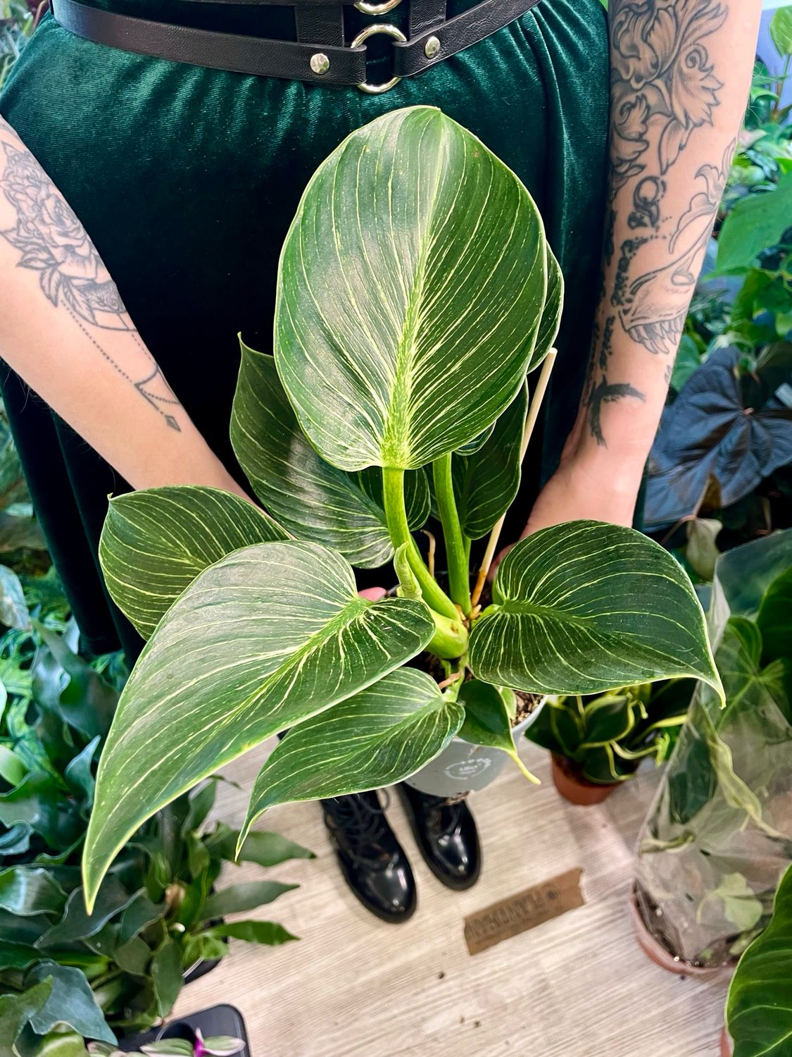 Philodendron Birkin White Wave fi12