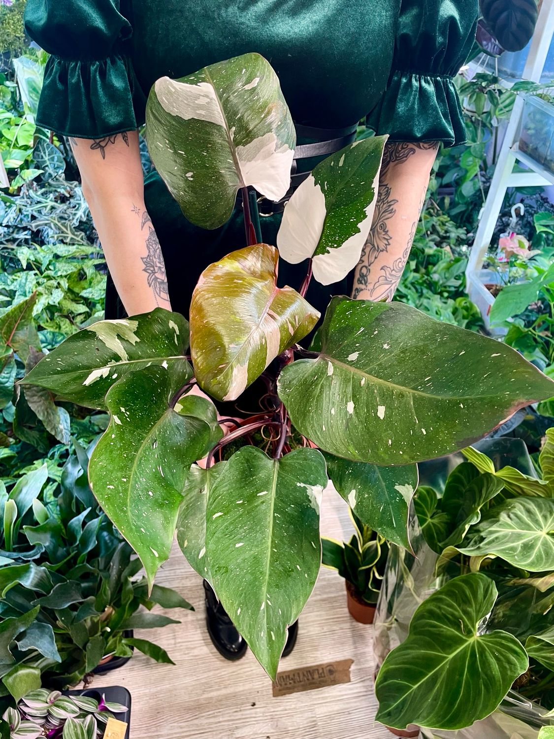 Philodendron Red Anderson fi14
