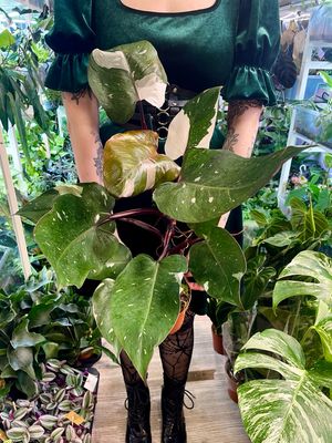 Philodendron Red Anderson fi14
