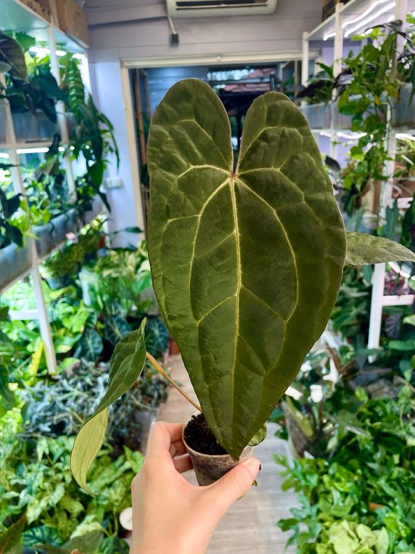 Anthurium Ace of Spades x Papillilaminum fi7