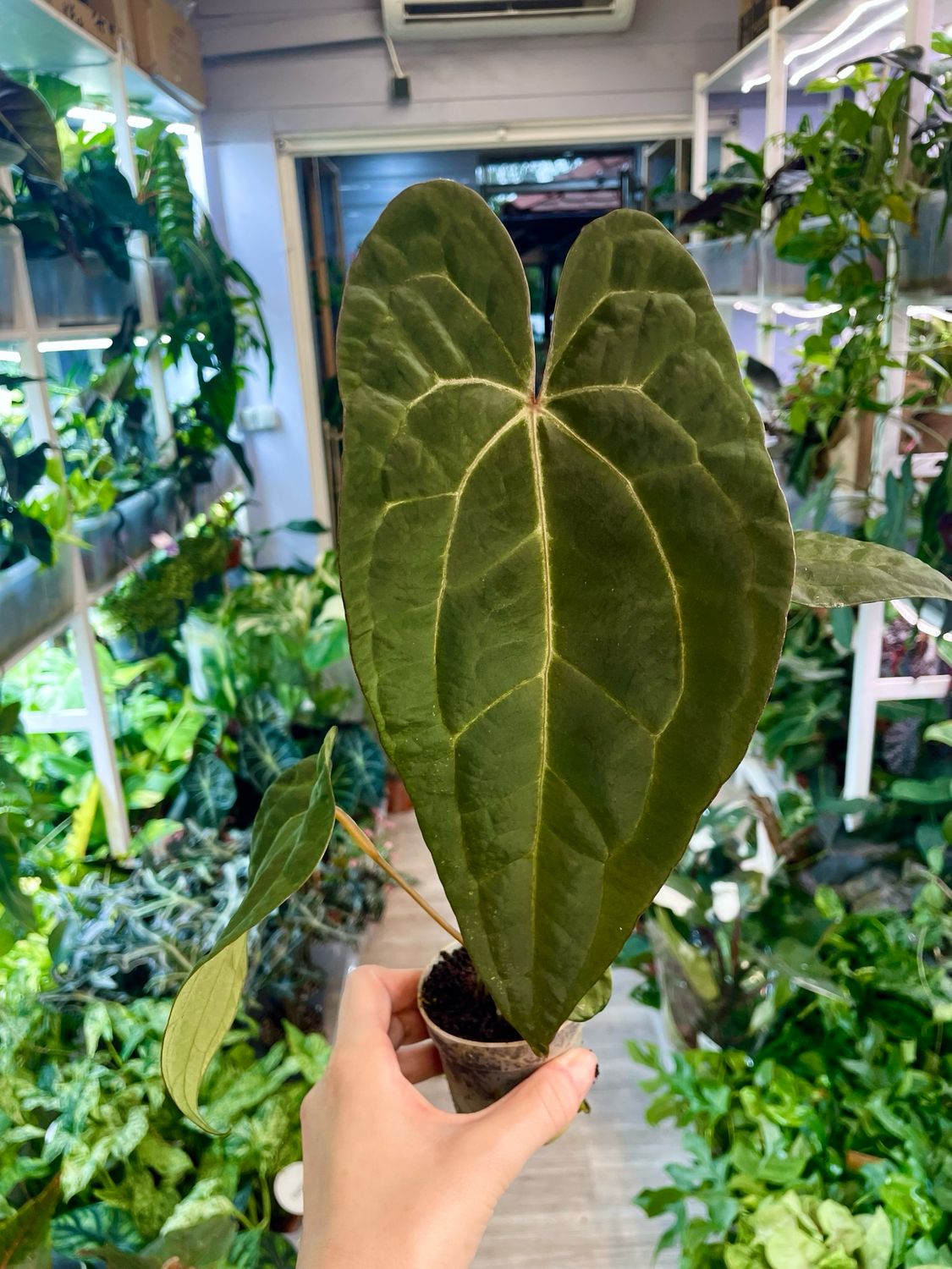 Anthurium Ace of Spades x Papillilaminum fi7