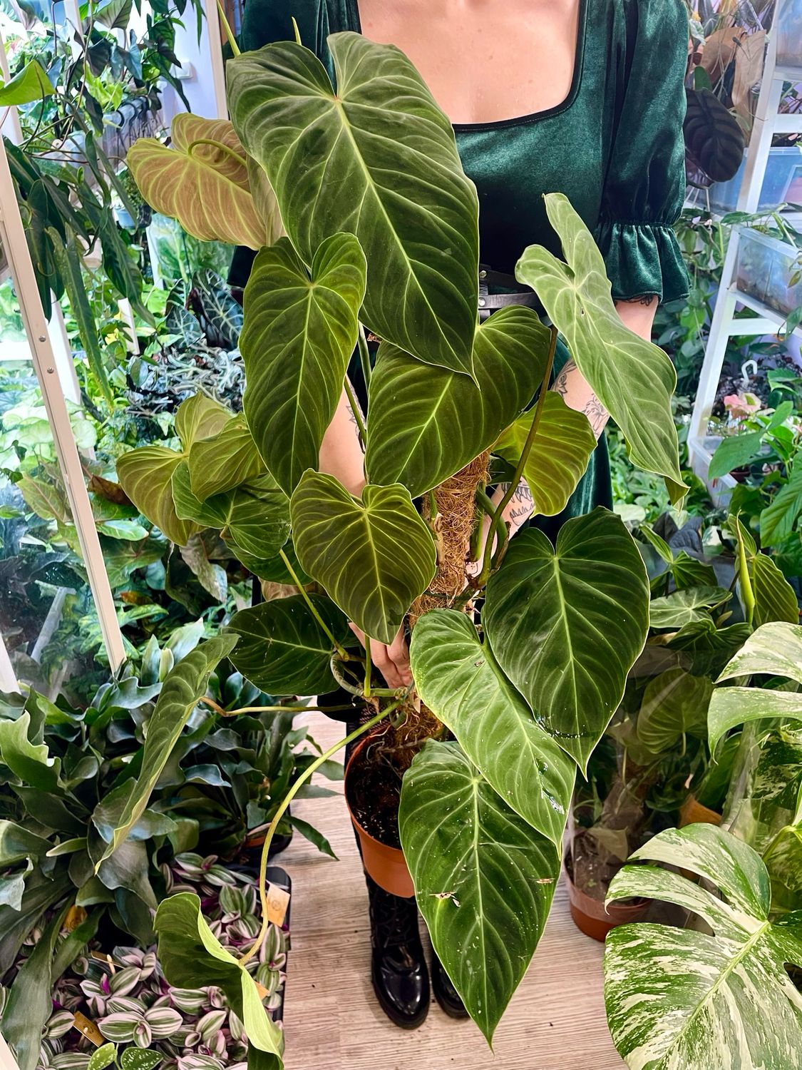 Philodendron &#39;Splendid&#39; (P. verrucosum x P. melanochrysum) fi17