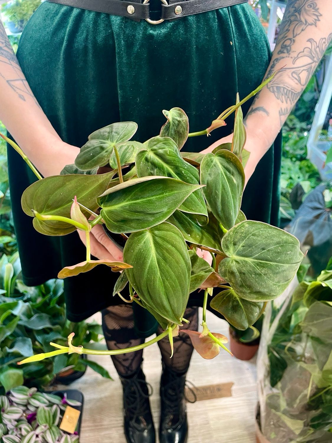 Philodendron Micans fi12