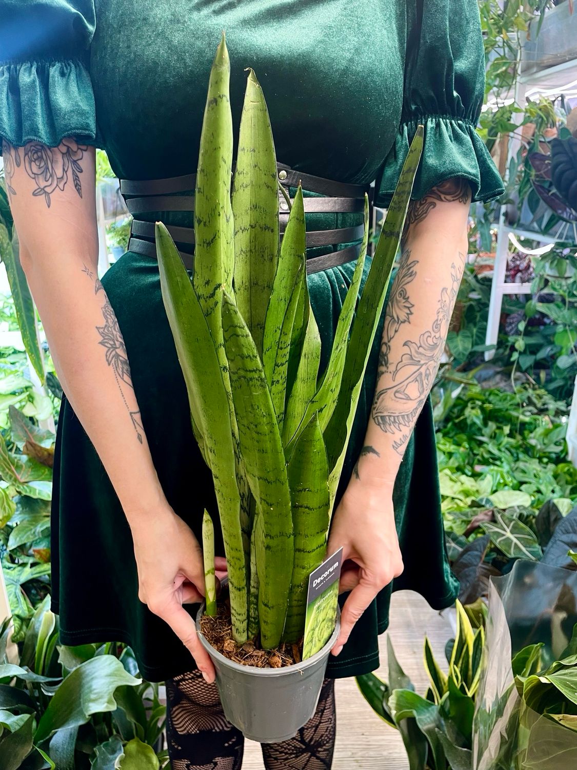 Sansevieria trifasciata Spearmint fi14