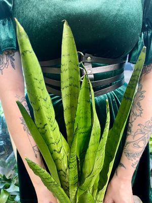 Sansevieria trifasciata Spearmint fi14