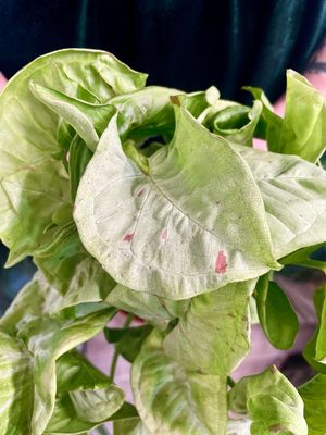 Syngonium Confetti fi12
