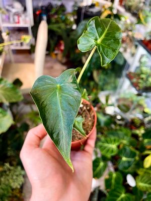Alocasia Frydek Tattoo fi8