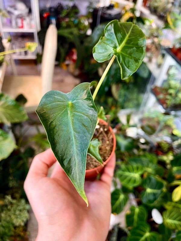 Alocasia Frydek Tattoo fi8